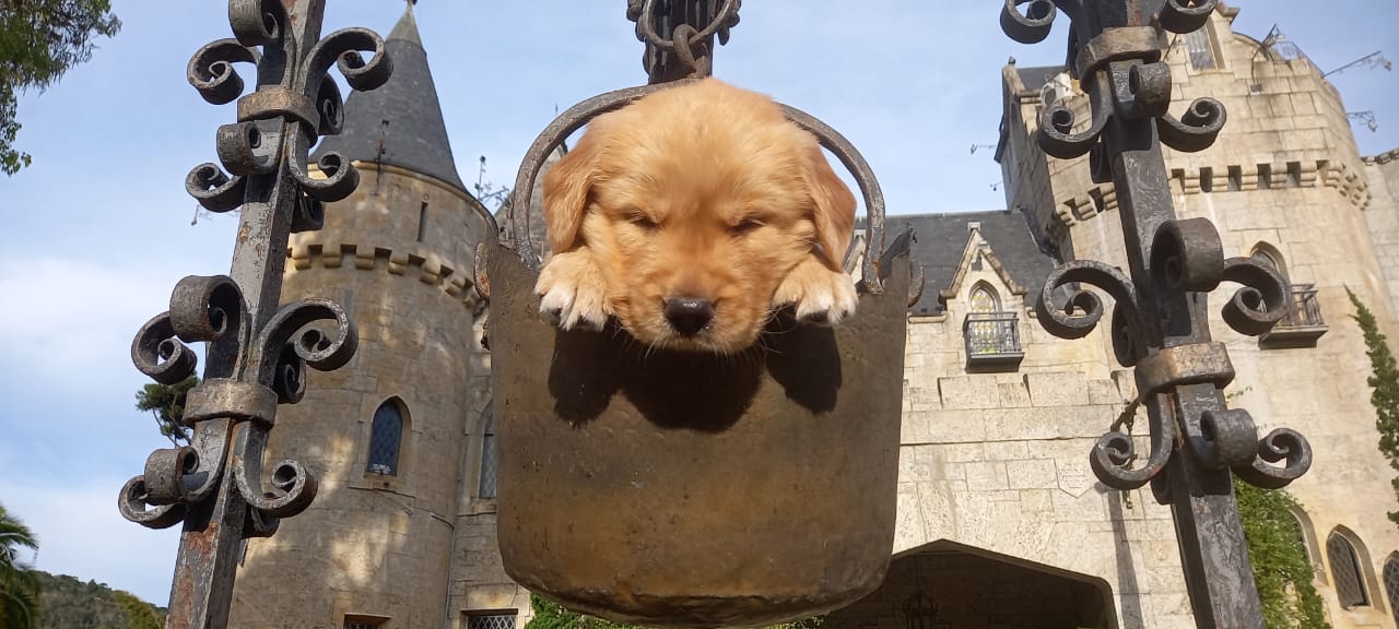 <b>Canil do Amor</b> <br>– Onde cada filhote encontra uma família cheia de carinho